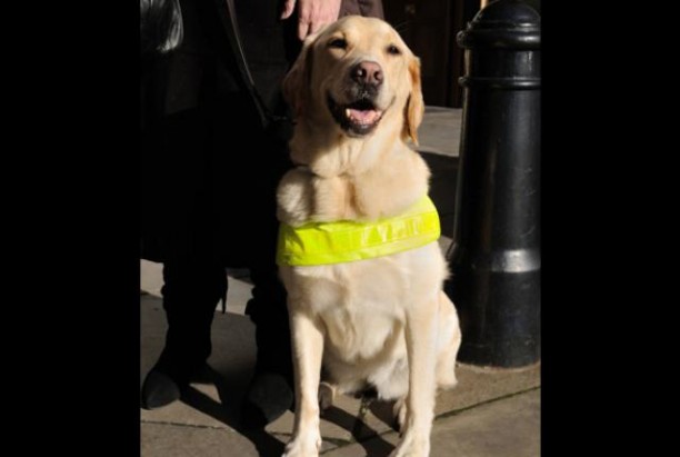 Seeing eye dogs pee and poo on command so that their owners can clean up after them. Male dogs are also trained to do their business without lifting their leg.