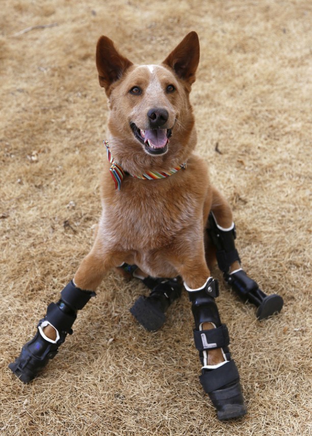 This dog, Nakio, lost all of his paws to frostbite in Colorado, but now has four prosthetic legs and can run around like normal