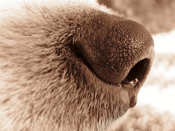The wetness of a dogs nose is essential for determining what direction a smell is coming from