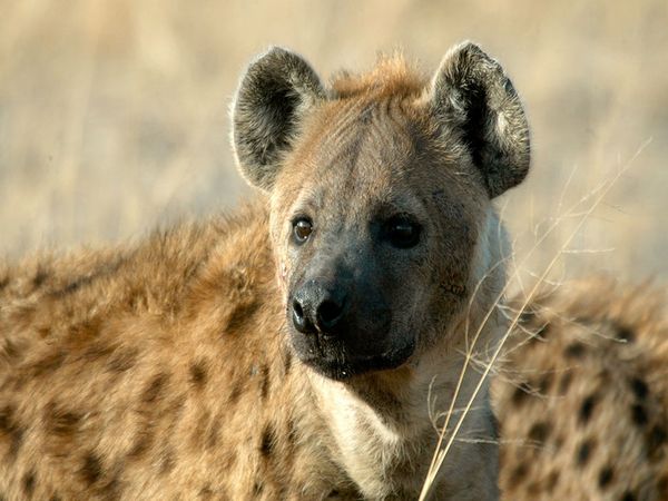 Hyenas arent actually dogs. They are more closely related to cats