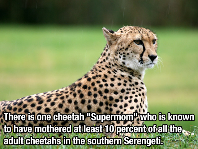 cheetah beautiful - There is one cheetah "Supermom who is known to have mothered at least 10 percent of all the adult cheetahs in the southern Serengeti. picturecorrection
