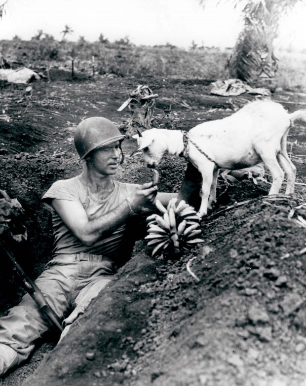 Sharing bananas with a goat during the Battle of Saipan, ca. 1944.