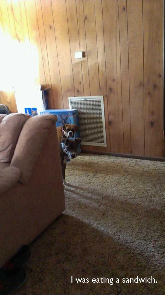 25 Photos Only Dog Owners Will Understand