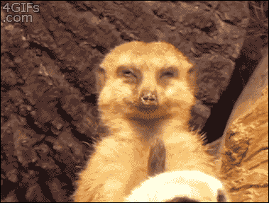 sleepy meerkat gif - 4GIFs .com