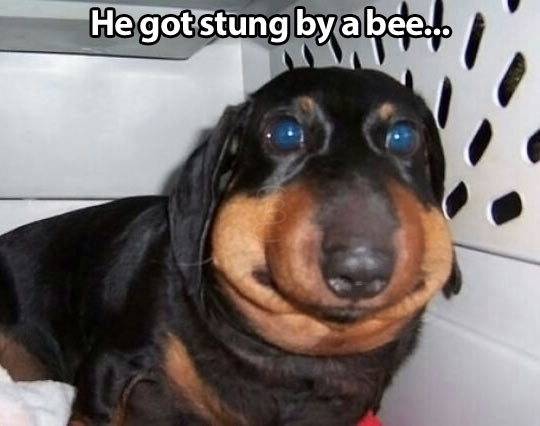 20 Dogs Stung by Bees