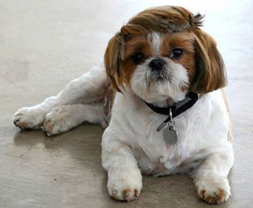 The Donald Trump Combover