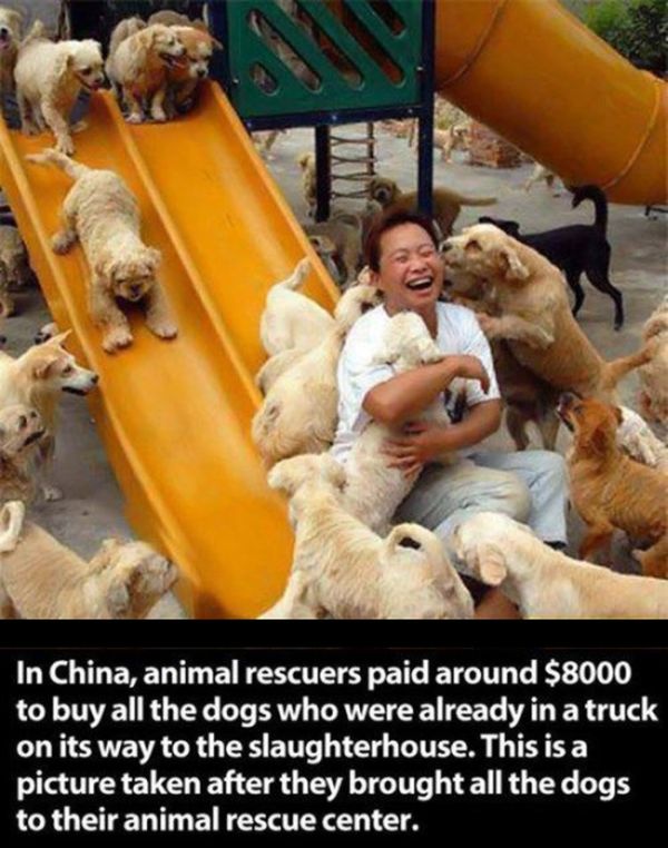 People doing amazing things for animals