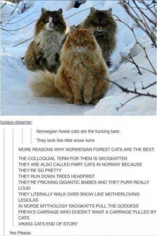 tumblr - norwegian forest cat in snow - todaysdreamer Norwegian forest cats are the fucking best. They look little snow lions More Reasons Why Norwegian Forest Cats Are The Best The Colloquial Term For Them Is Skogkatten They Are Also Called Fairy Cats In