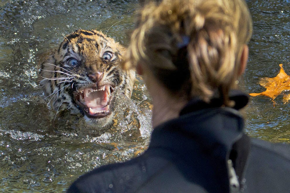 A three-month-old Sumatran tiger cub named Bandar reacts after being dunked in the tiger exhibit moat for a swimming test at the National Zoo in Washington, D.C. All cubs born at the zoo must take a swim test before being allowed to roam in the exhibit. Bandar passed his test.