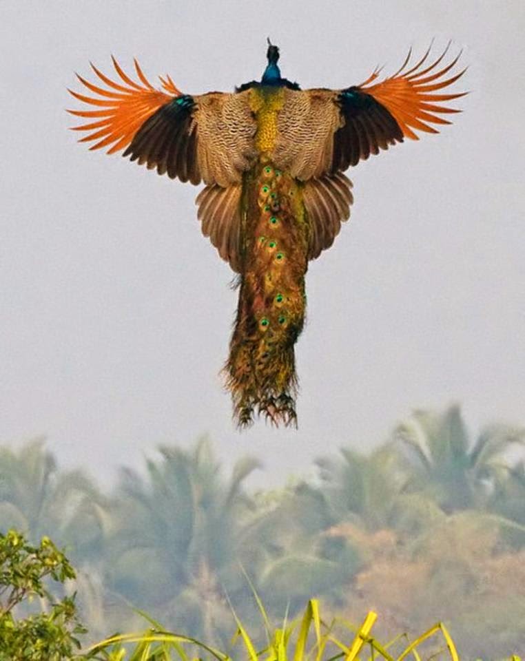 A rare image of a flying peacock.