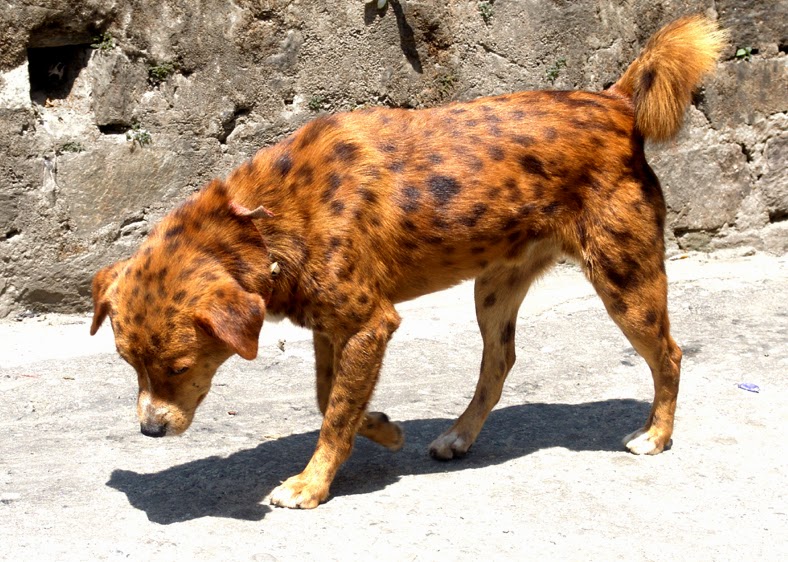 Spotted Dog from Kalimpong