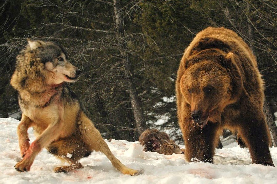 Brawl between a wolf and a grizzly bear.