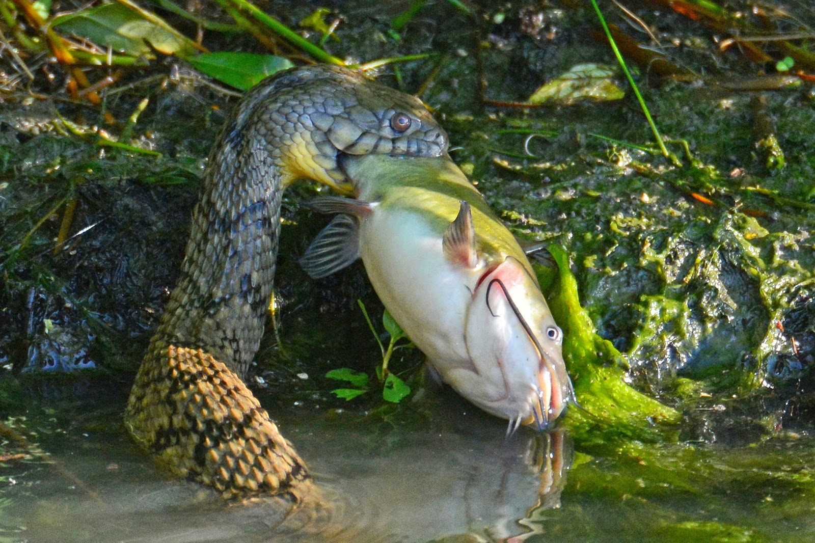 A bullhead catfish caught by a diamondback water snake