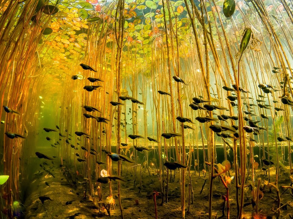 A group of tadpoles swimming