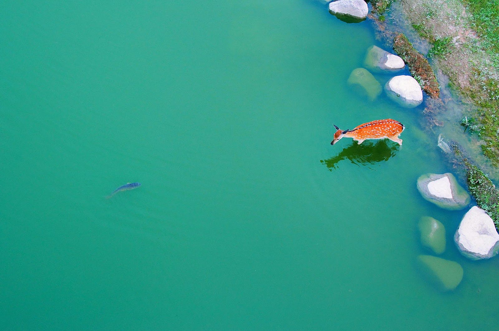 A deer in the water photographed by Jeongwon Park