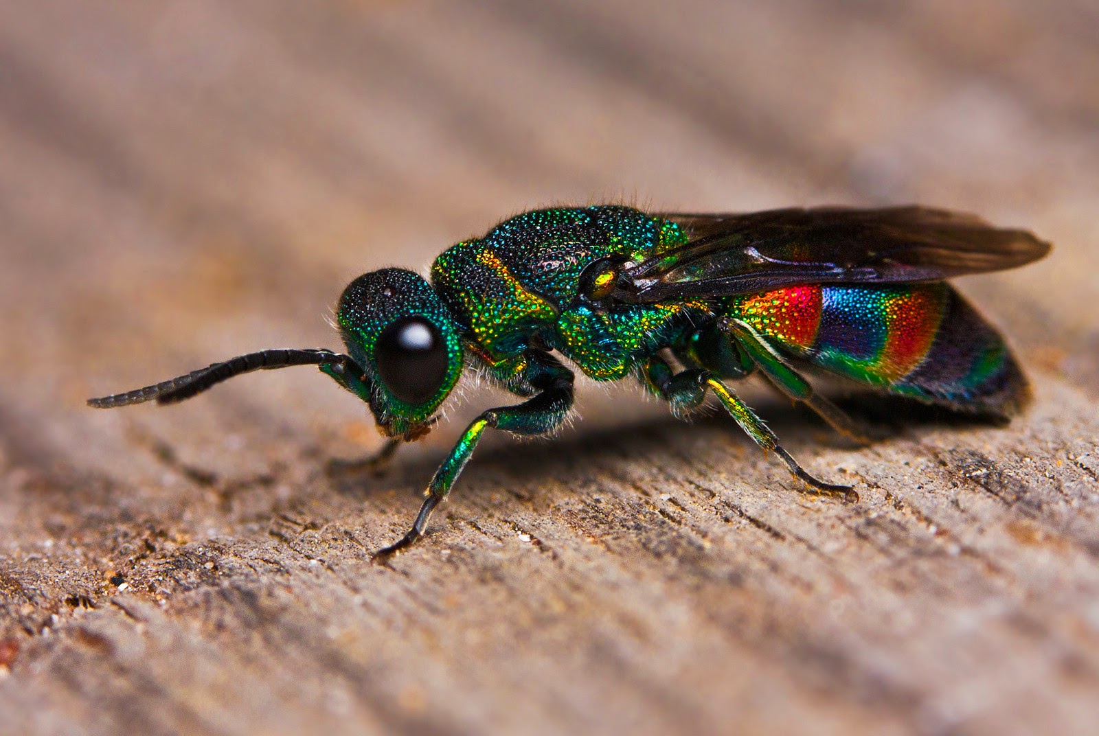 Not all wasps are yellow. Here's a multi-colored Cuckoo Wasp