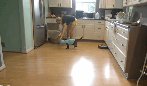 Cats, Kids and Puppy GIFs