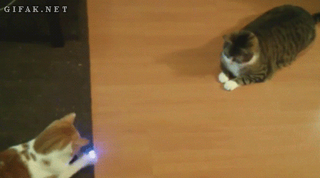 Cats, Kids and Puppy GIFs
