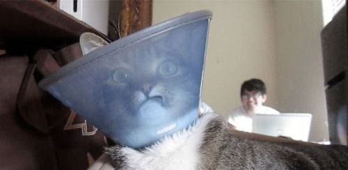 Pets Humiliated by the Cone Of Shame