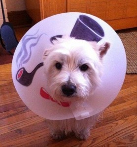 Pets Humiliated by the Cone Of Shame