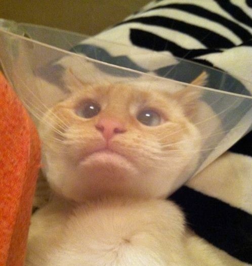 Pets Humiliated by the Cone Of Shame