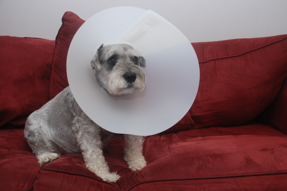 Pets Humiliated by the Cone Of Shame