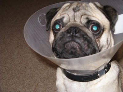 Pets Humiliated by the Cone Of Shame