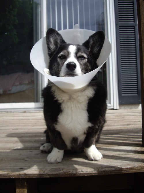 Pets Humiliated by the Cone Of Shame