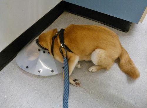 Pets Humiliated by the Cone Of Shame