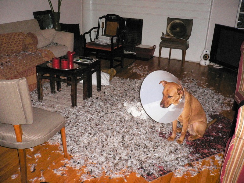 Pets Humiliated by the Cone Of Shame