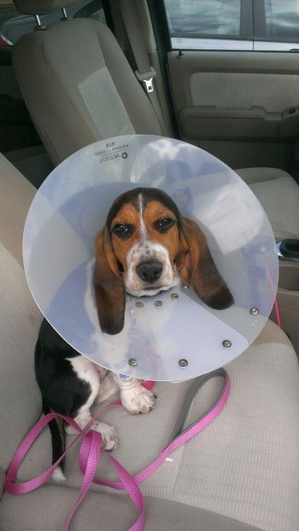 Pets Humiliated by the Cone Of Shame