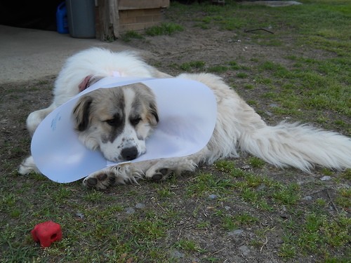 Pets Humiliated by the Cone Of Shame