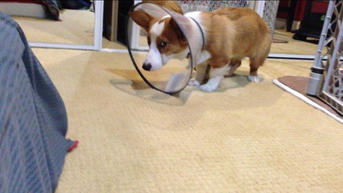 Pets Humiliated by the Cone Of Shame