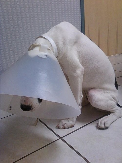 Pets Humiliated by the Cone Of Shame