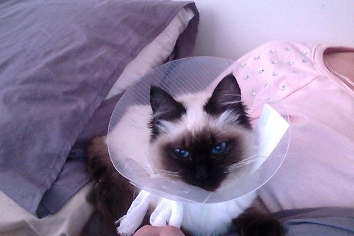 Pets Humiliated by the Cone Of Shame