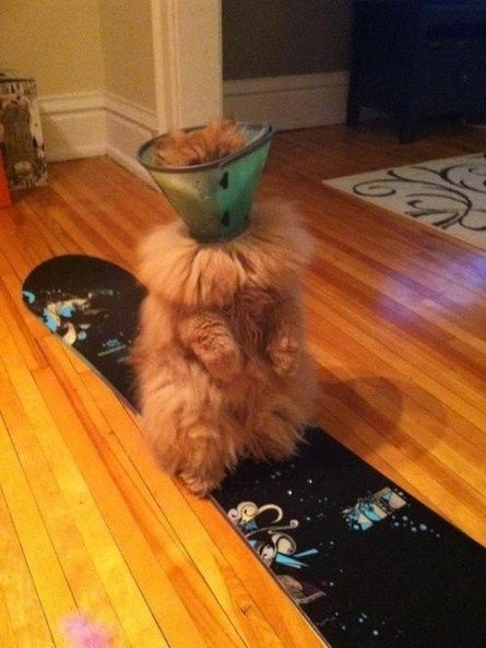 Pets Humiliated by the Cone Of Shame