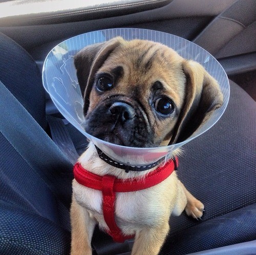 Pets Humiliated by the Cone Of Shame