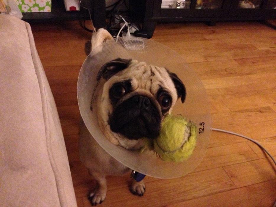 Pets Humiliated by the Cone Of Shame