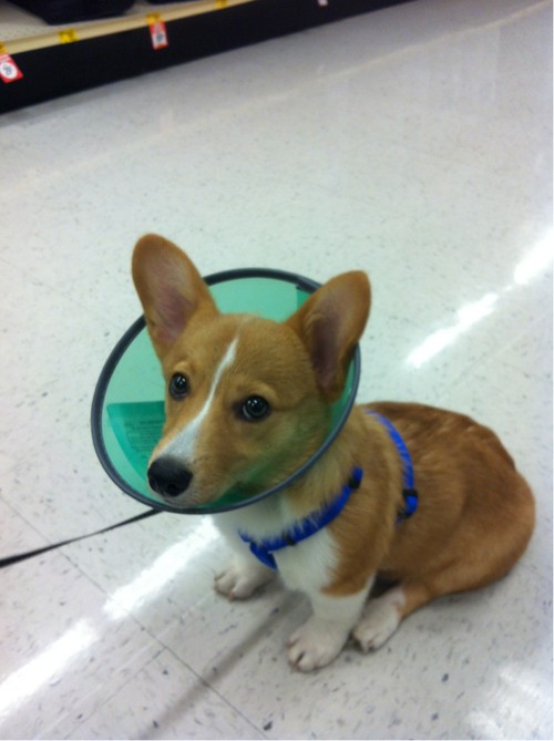 Pets Humiliated by the Cone Of Shame