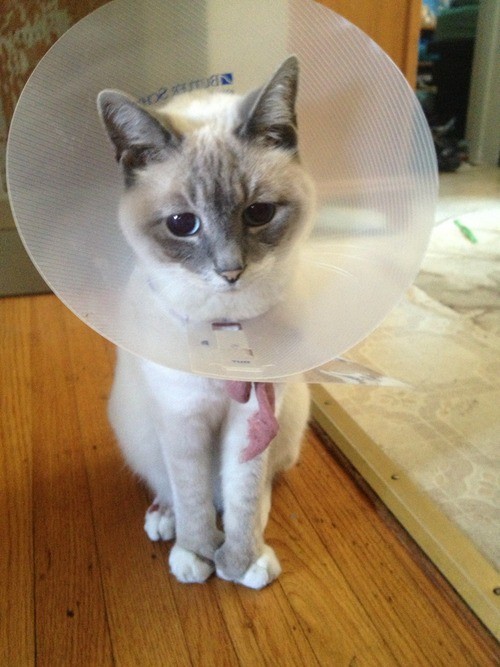 Pets Humiliated by the Cone Of Shame