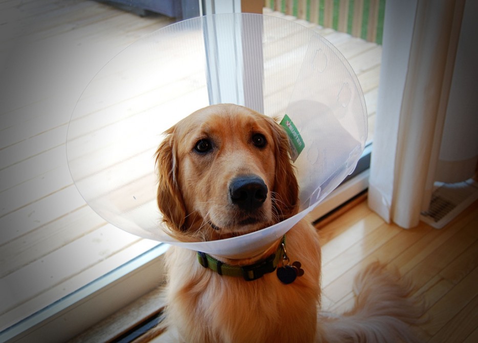 Pets Humiliated by the Cone Of Shame