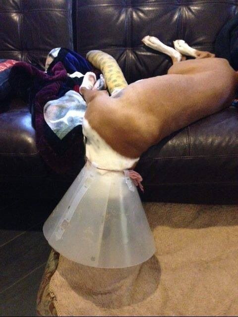 Pets Humiliated by the Cone Of Shame