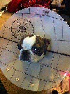 Pets Humiliated by the Cone Of Shame