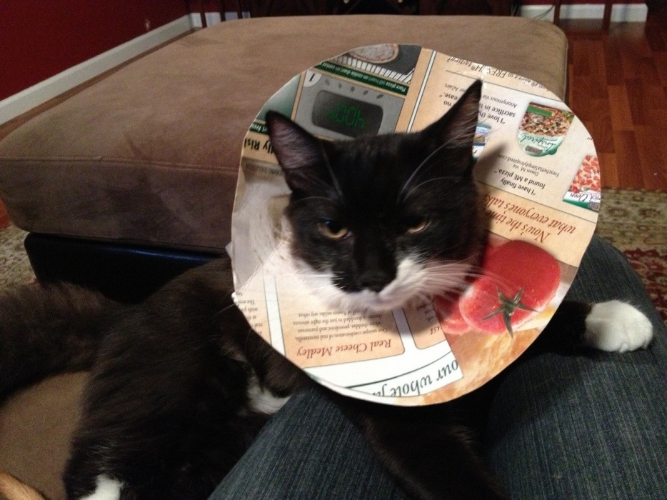 Pets Humiliated by the Cone Of Shame