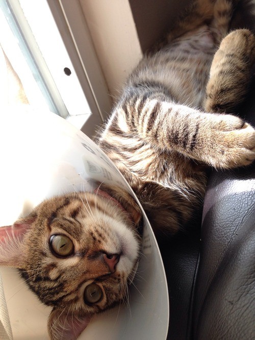 Pets Humiliated by the Cone Of Shame