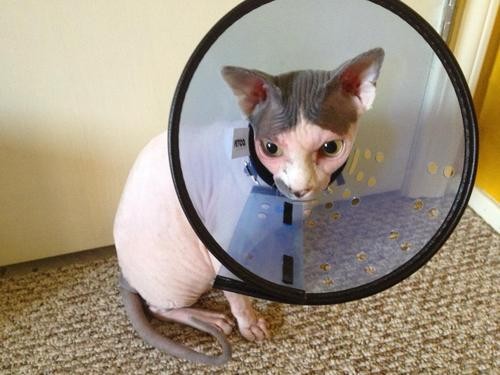 Pets Humiliated by the Cone Of Shame