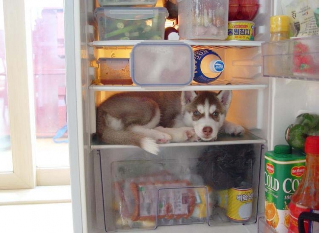cool dog in the fridge..