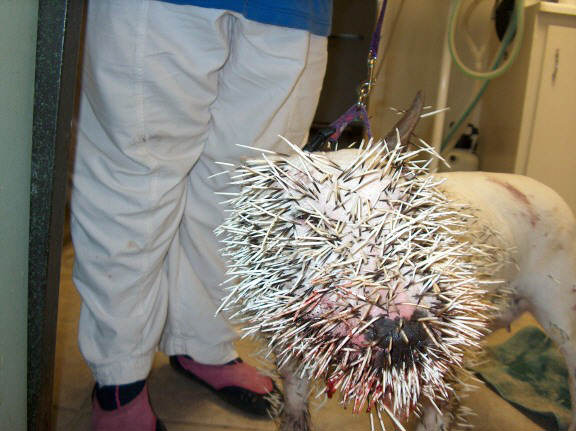 Pitbull tryed to attack a porcupine