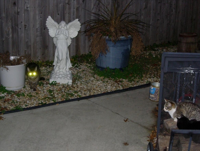 Thought of ebaums after I downloaded pic on my PC, never seen a pic like it, irony of evil eyes, the angel, and kittens watching.