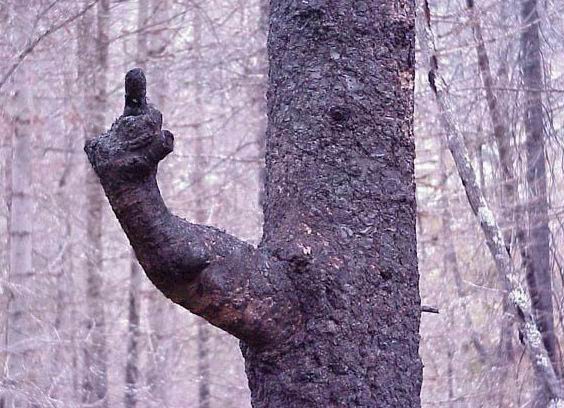 it shows that trees arnt afraid of showing there feelingd